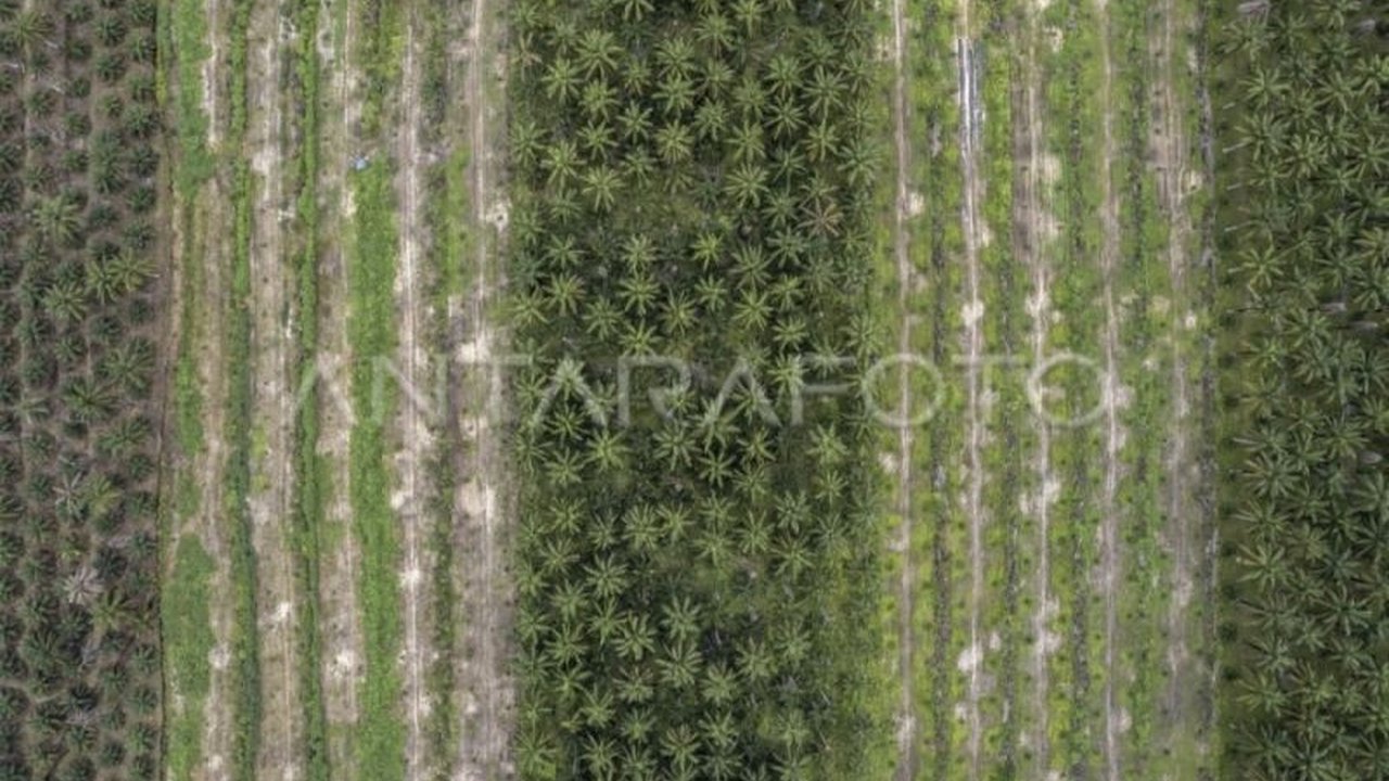 Bupati Kotim, Halikinnor, memastikan penertiban kawasan hutan di perusahaan perkebunan kelapa sawit tidak akan berdampak pada karyawan dan hak-hak masyarakat, melainkan justru akan membawa manfaat lebih besar bagi negara dan masyarakat Kotim.