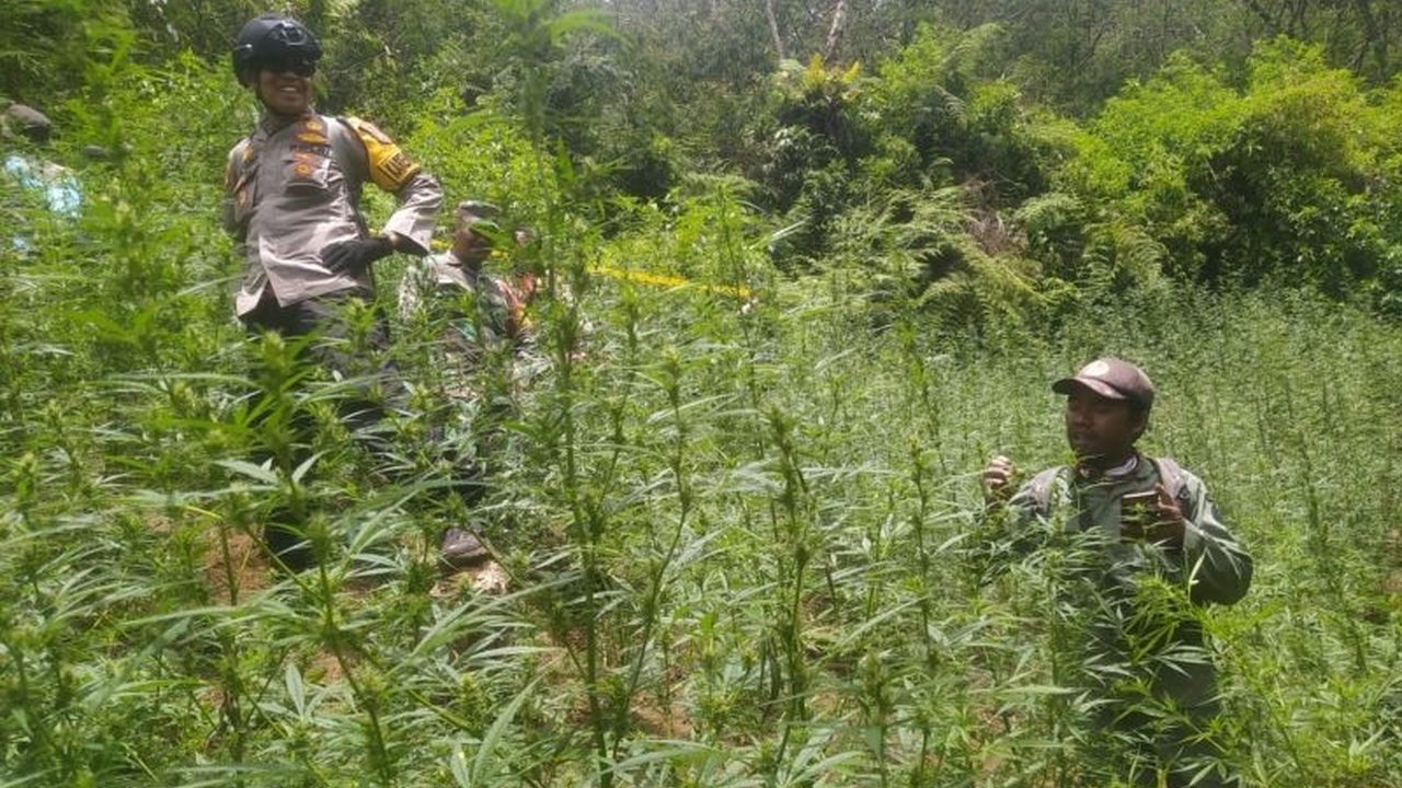 Penemuan Ladang Ganja di Taman Nasional Bromo Tengger Semeru: Kementerian LHK Bantah Terkait Larangan Drone