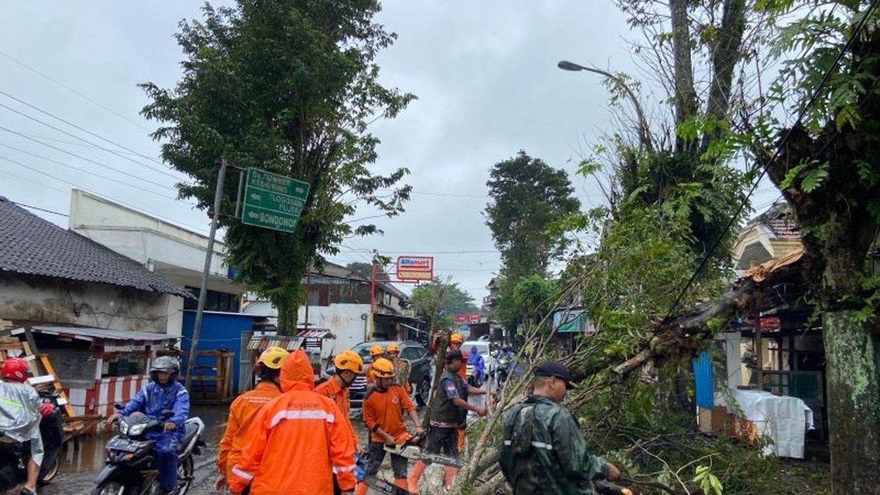 Badan Penanggulangan Bencana Daerah (BPBD) Kabupaten Bondowoso mencatat puluhan pohon tumbang di lima kecamatan akibat angin kencang pada Rabu, 19 Maret 2024, menyebabkan gangguan akses jalan dan kerusakan ringan pada satu rumah warga.