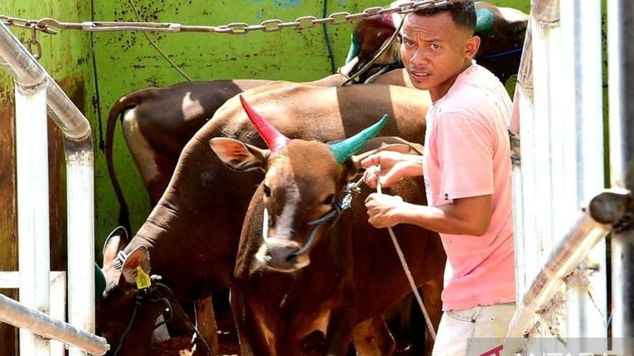 Karantina Gorontalo kirim 301 sapi ke Kalimantan Timur dan Utara, menerapkan protokol kesehatan hewan ketat untuk mencegah PMK dan memastikan kualitas daging nasional.