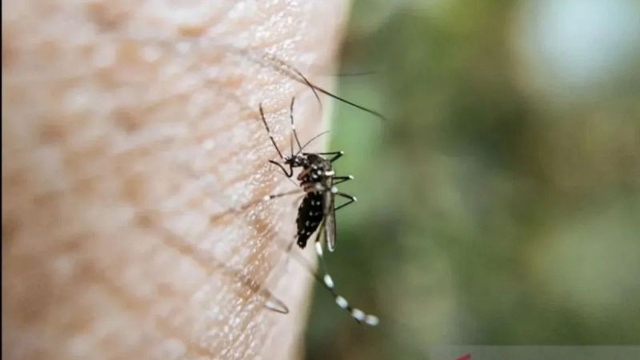 Dinas Kesehatan Pekanbaru mencatat 231 kasus Demam Berdarah Dengue (DBD) hingga Maret 2025 dengan tren peningkatan, terutama pasca banjir, dan mengimbau masyarakat untuk menerapkan PHBS dan 3M plus.