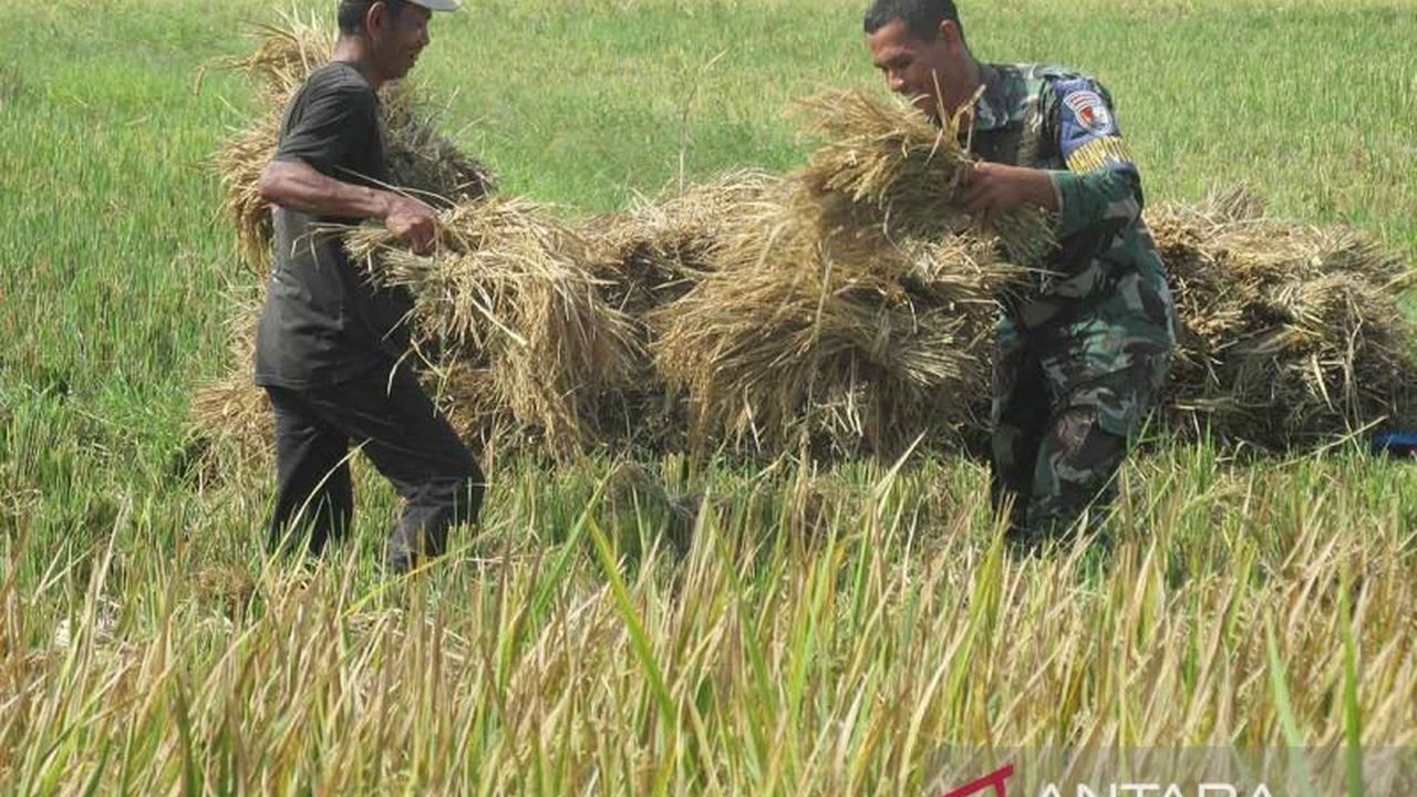 Lanud SIM Aceh Panen Padi 6 Hektare, Dukung Ketahanan Pangan Nasional