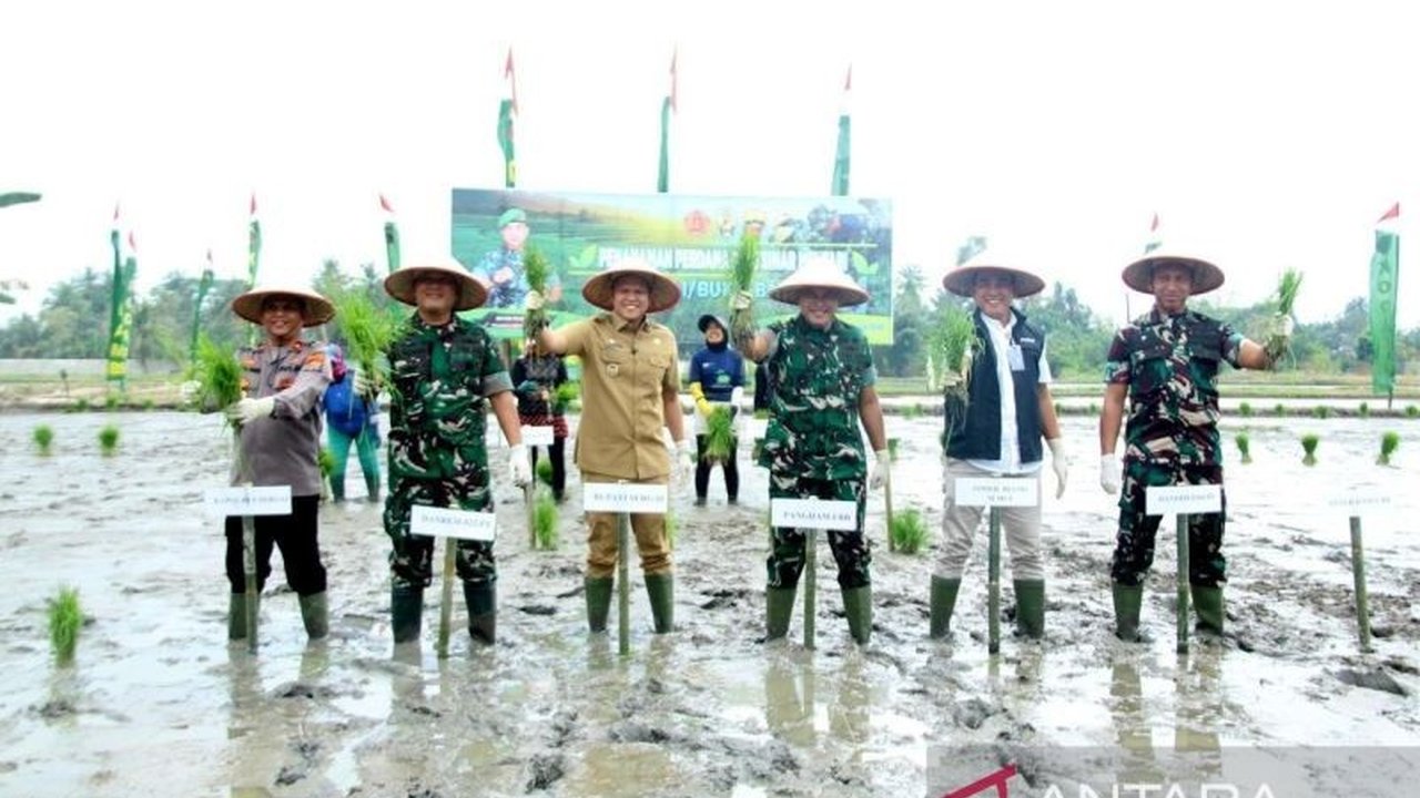 Serdang Bedagai Tingkatkan Produksi Padi, Jadi Lumbung Beras Sumut