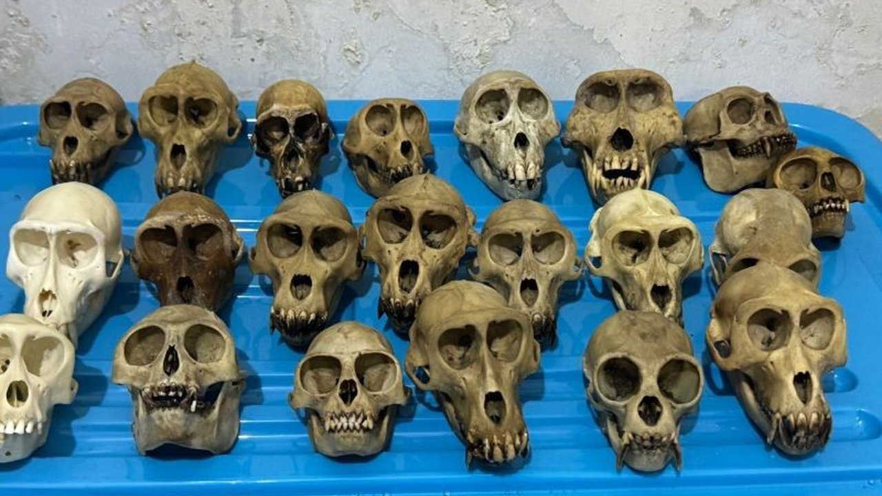 Ditjen Gakkum Kemenhut menangkap dua warga Sukabumi yang diduga memperdagangkan bagian tubuh satwa dilindungi seperti orang utan dan rangkong ke Amerika Serikat dan Inggris.