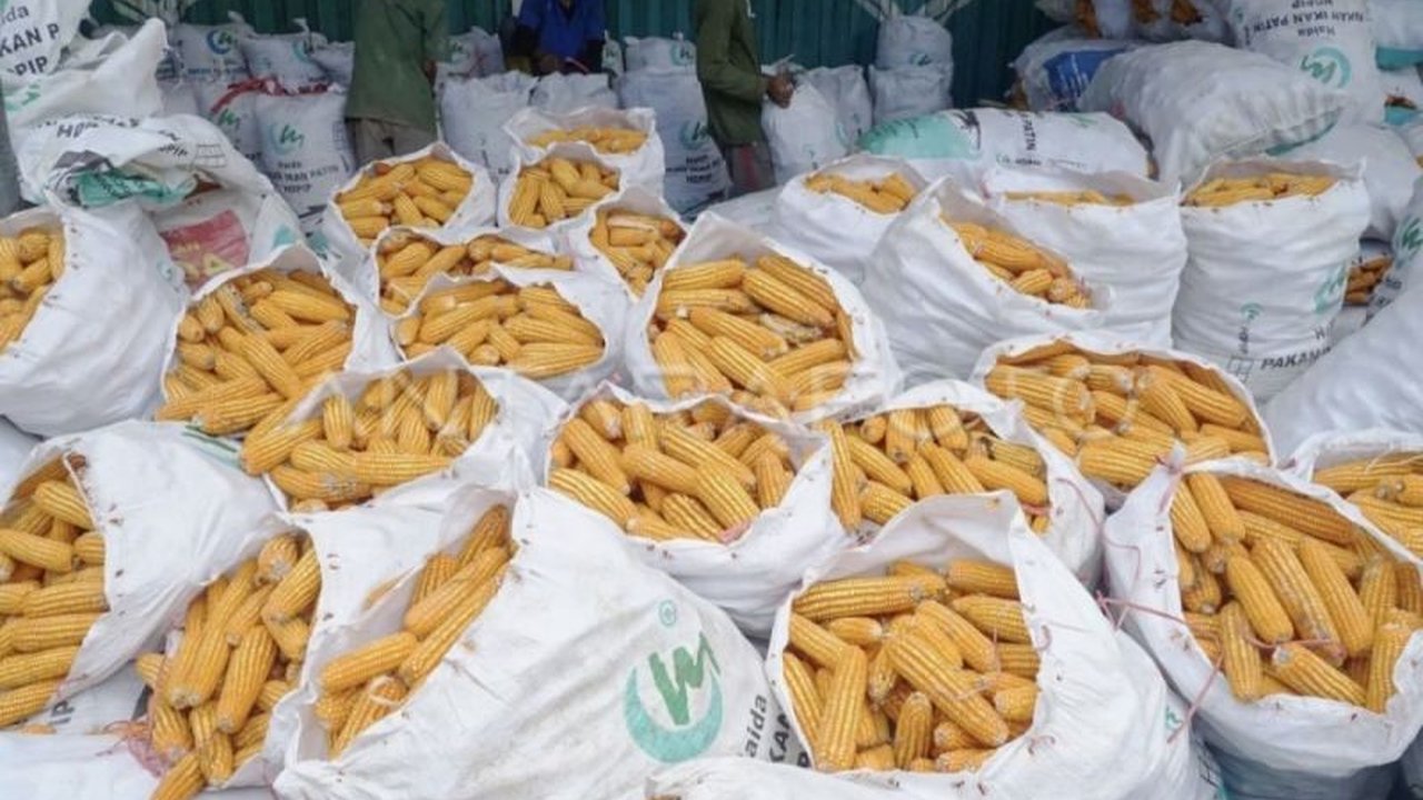 Bulog Kotim Target Serap Jagung 500 Ton, Dorong Ketahanan Pangan Kalteng