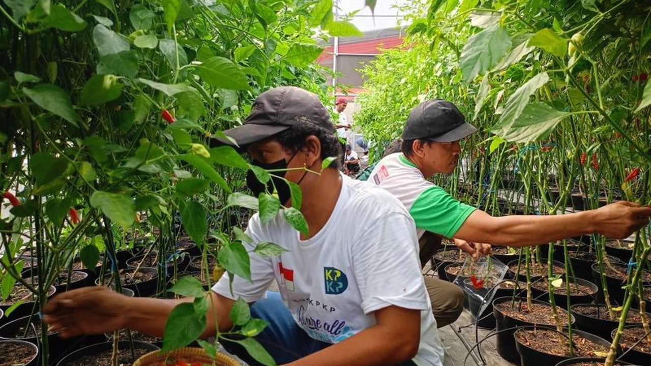 Wagub DKI Jakarta, Rano Karno, instruksikan penyaluran bibit cabai dan sayur mayur kepada warga Jakarta untuk meningkatkan ketahanan pangan dan mengurangi ketergantungan pada pasar.
