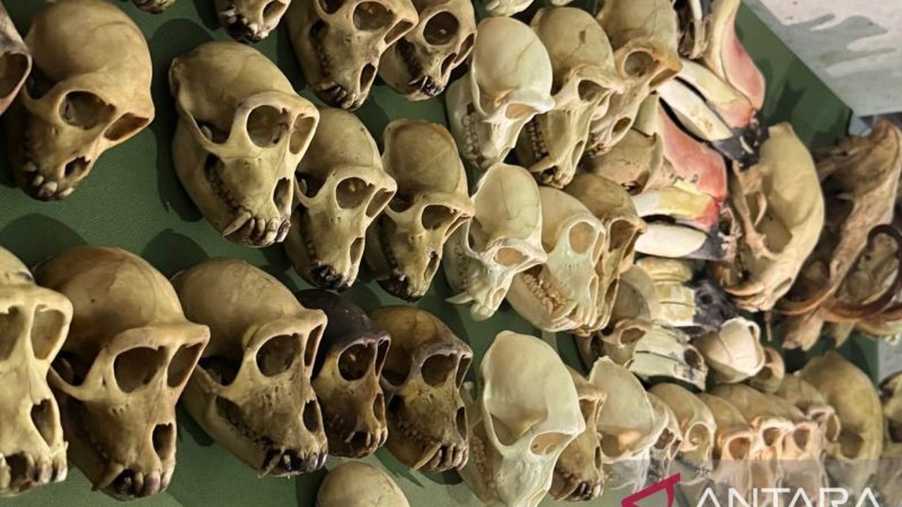 Kementerian Kehutanan RI membentuk tim khusus untuk memberantas perdagangan ilegal satwa dan tumbuhan liar dilindungi, menanggapi maraknya kasus perburuan dan perdagangan ilegal yang melibatkan pasar internasional.