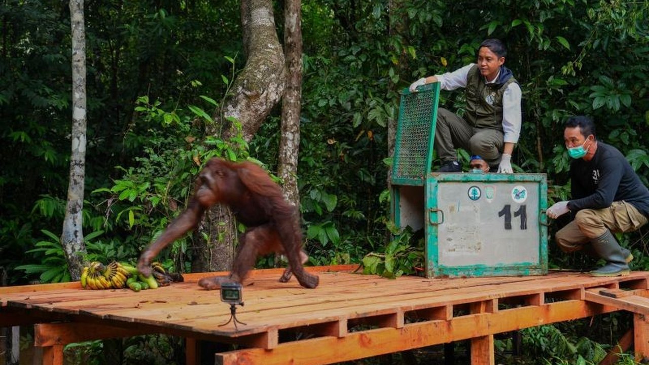Menteri Kehutanan meninjau kesiapan pelepasliaran orang utan di Pulau Salat, Kalimantan Tengah, sebagai bagian dari upaya konservasi dan mengembalikan spesies dilindungi ini ke habitat aslinya.