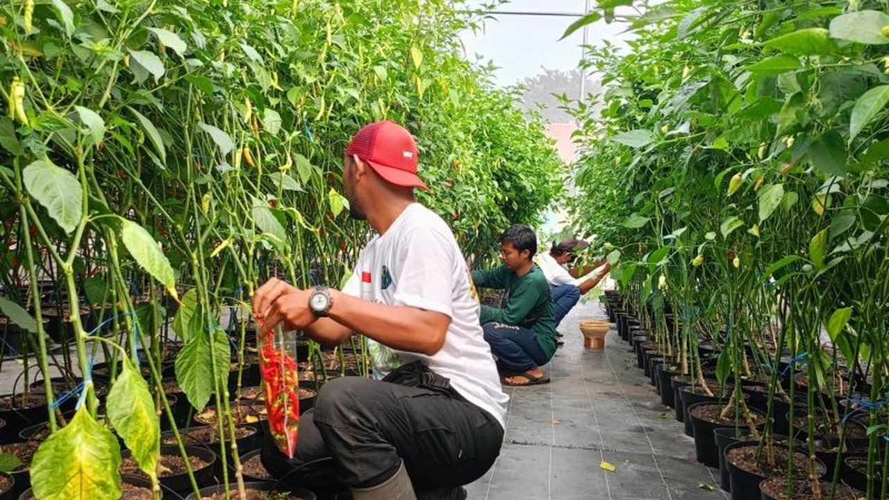 Pemerintah Kota Jakarta Timur berinisiatif melibatkan pelaku tawuran dalam pengembangan pertanian perkotaan untuk menciptakan ketahanan pangan dan menjaga lingkungan.