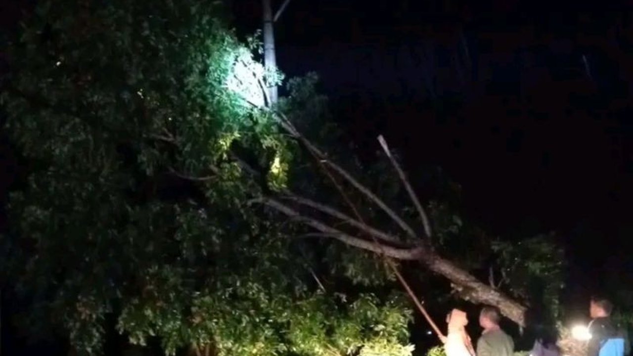 Badan Penanggulangan Bencana Daerah (BPBD) Lombok Tengah, NTB, mengevakuasi puluhan pohon tumbang dan menangani kerusakan rumah akibat cuaca ekstrem yang disertai angin kencang.