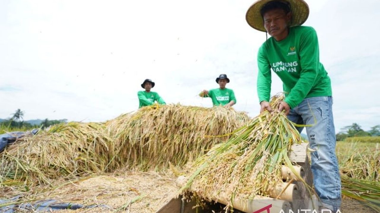 Lumbung Pangan Baznas di Sukabumi berhasil menyiapkan 133,7 ton beras zakat fitrah untuk didistribusikan, sekaligus memberdayakan petani binaan dan meningkatkan kesejahteraan mereka.