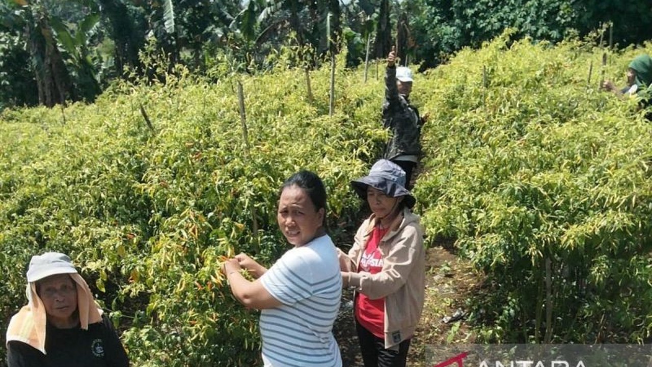 Dari Sopir Hingga Petani Sukses: Tommy dan Kisah Inspiratifnya Mengolah Cabai di Tengah Letusan Gunung Ruang