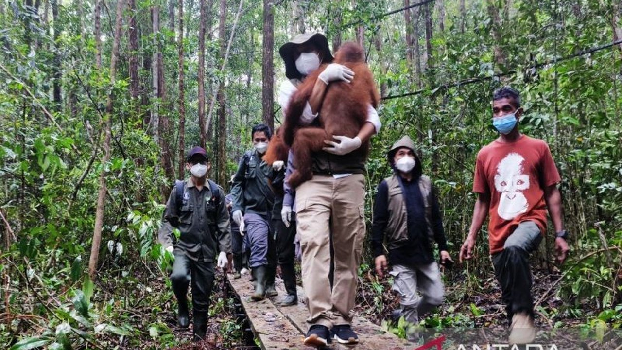 Menteri Kehutanan mengantar orang utan ke sekolah hutan di Nyaru Menteng, Kalimantan Tengah, sebagai upaya pelestarian primata dan ekosistem hutan.