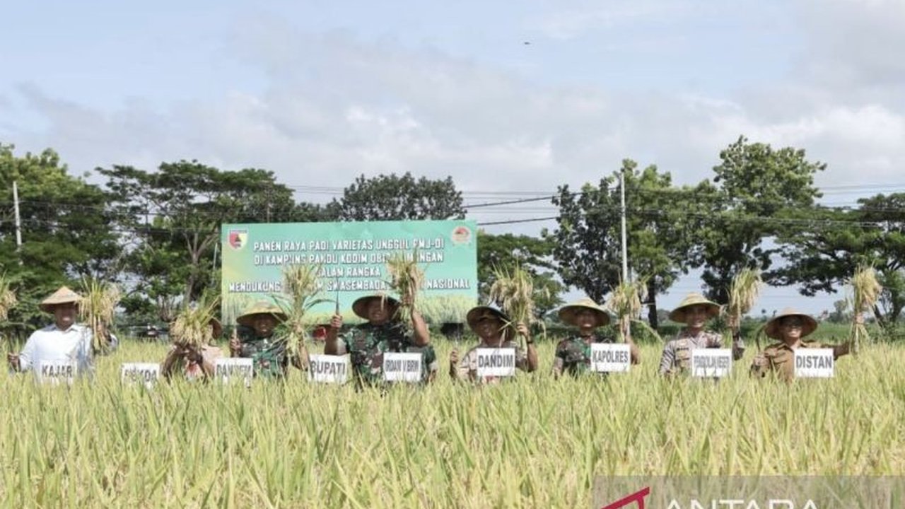 Kodim 0812 Lamongan menanam padi varietas unggul PMJ 01 di 27 koramil untuk meningkatkan produktivitas dan mendukung ketahanan pangan nasional.