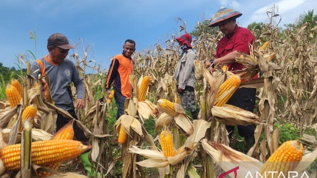 Lembaga Pemasyarakatan Pohuwato panen jagung hasil kerja keras warga binaan, sebagai upaya peningkatan kemandirian dan ketahanan pangan.