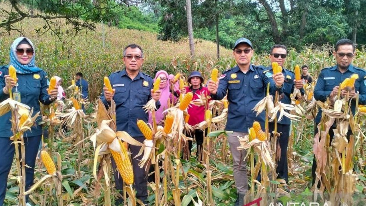 Pemkot Kendari berhasil panen raya 14 ton jagung dari lahan 2 hektare, hasil kerjasama dengan kelompok tani binaan, untuk mendukung ketahanan pangan dan memenuhi kebutuhan pakan ternak.