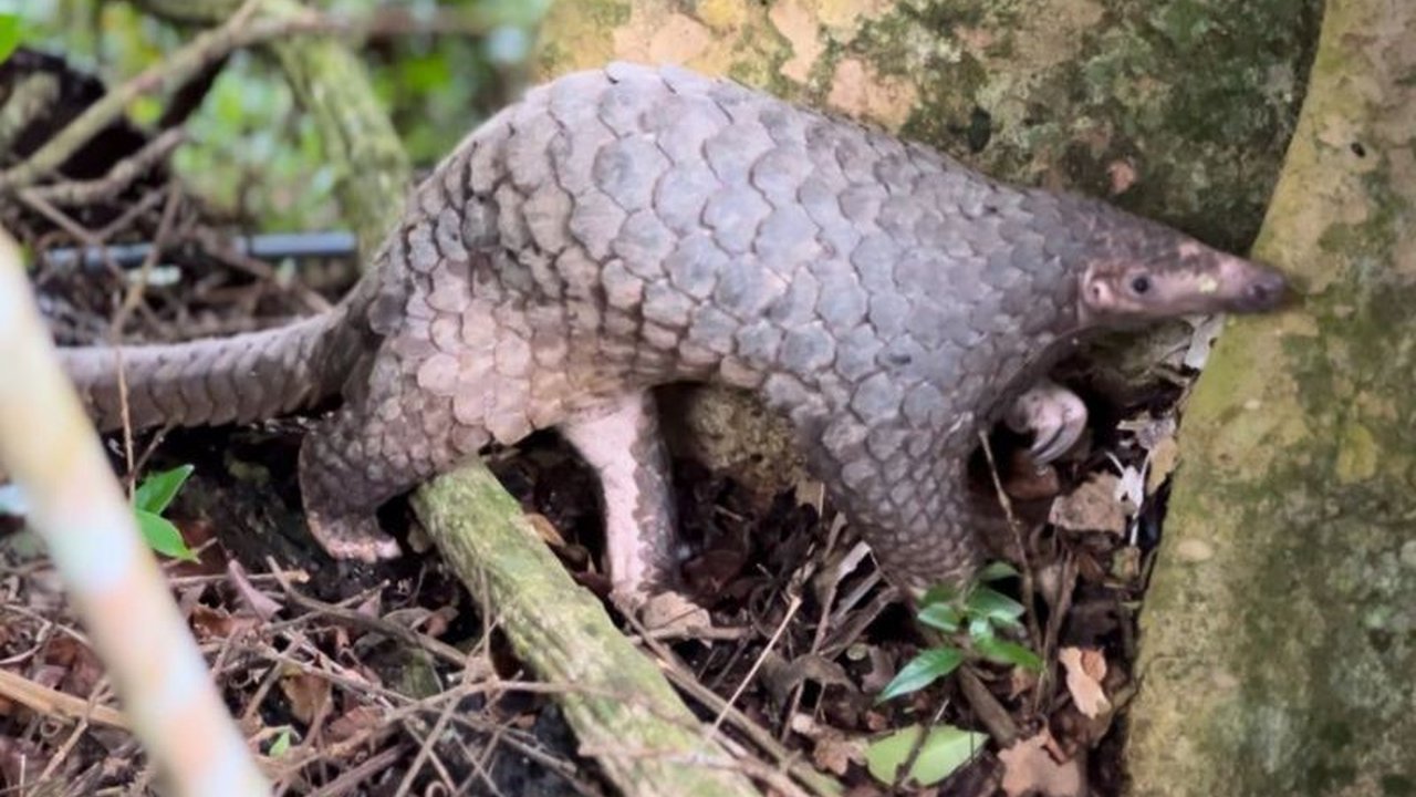 BKSDA Bali dan RAT melepasliarkan 15 satwa dilindungi, termasuk Landak Jawa dan Trenggiling, ke habitat alami mereka di Hutan Lindung Batukaru, Tabanan, setelah menjalani rehabilitasi.