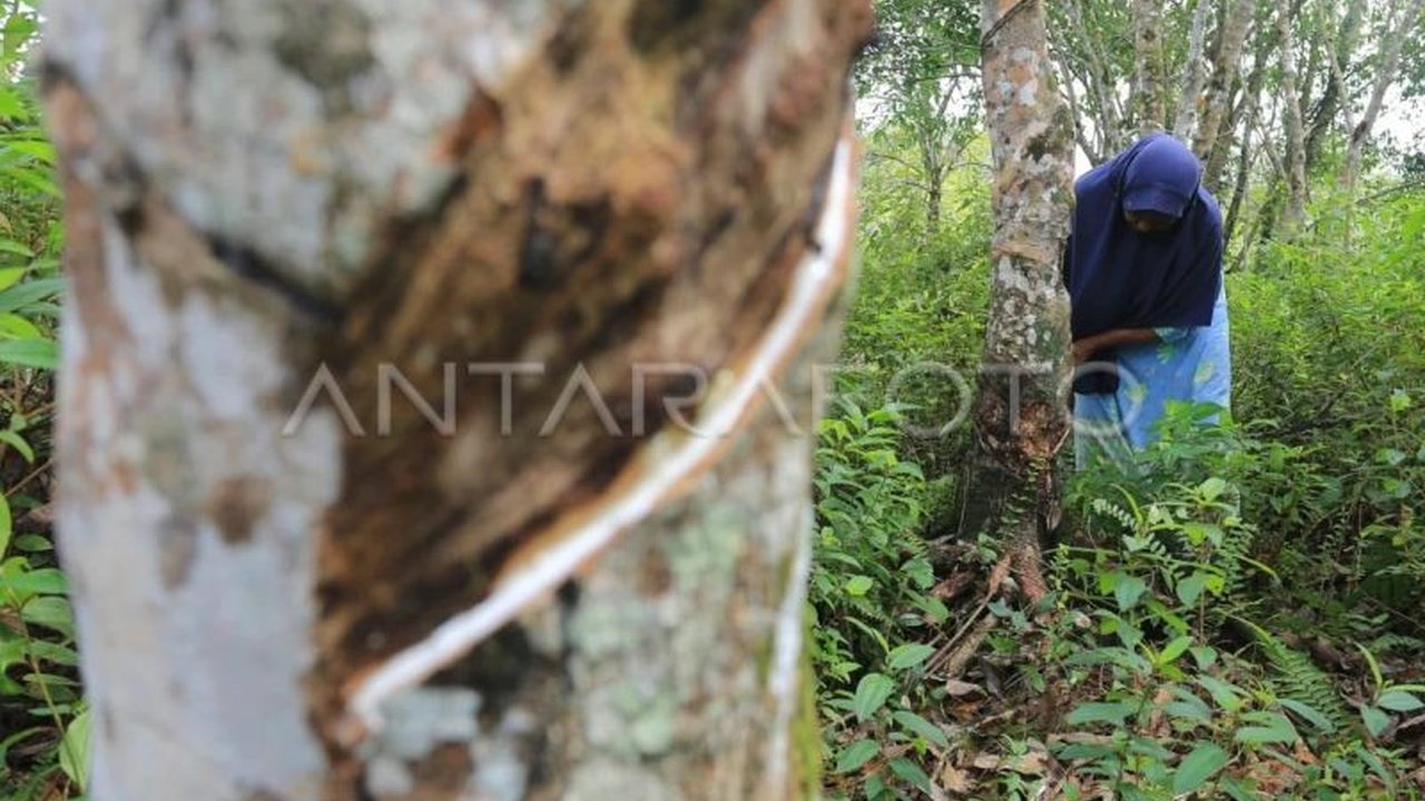 Pabrik Ban di Aceh Barat: Harapan Baru Petani Karet Abdya