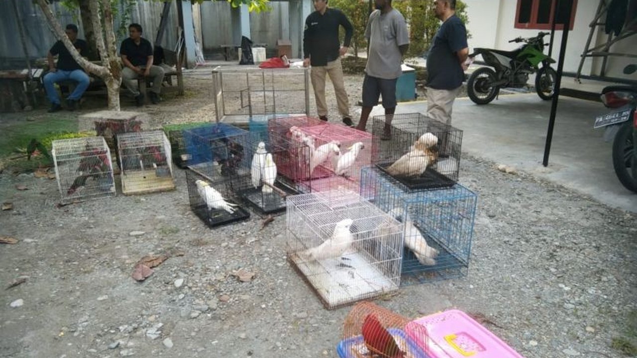 Gakkum Kemenhut mengungkap kasus perdagangan puluhan satwa dilindungi di Mimika, Papua Tengah, dengan tersangka ATL yang kini telah ditetapkan dan dijerat pasal berlapis.