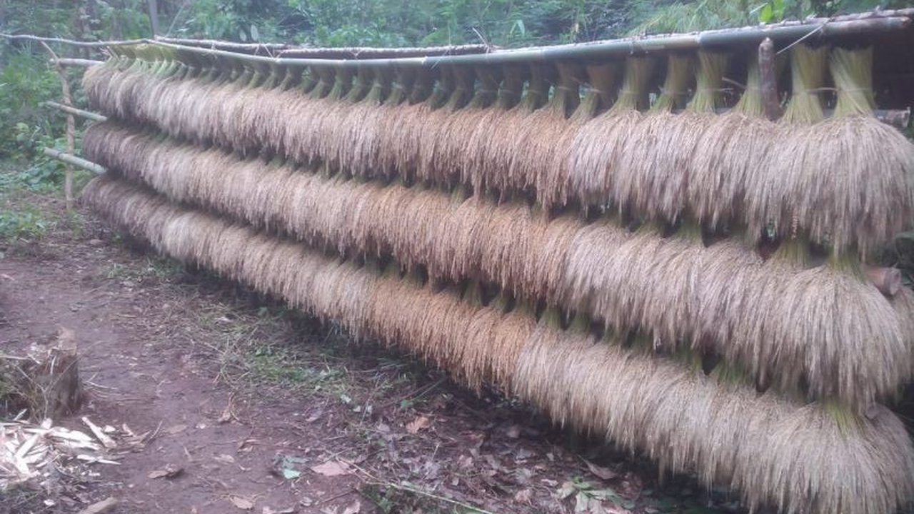 Produksi panen padi huma masyarakat Badui di Lebak, Banten, anjlok hingga 50 persen akibat serangan hama dan kemarau, mengancam ketahanan pangan lokal meskipun cadangan masih tersedia.