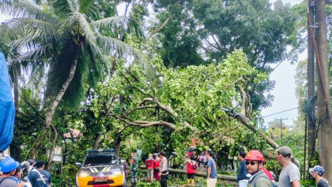 Cuaca ekstrem di Bali menyebabkan pohon tumbang menimpa jaringan listrik PLN; masyarakat diimbau waspada dan melaporkan potensi bahaya.