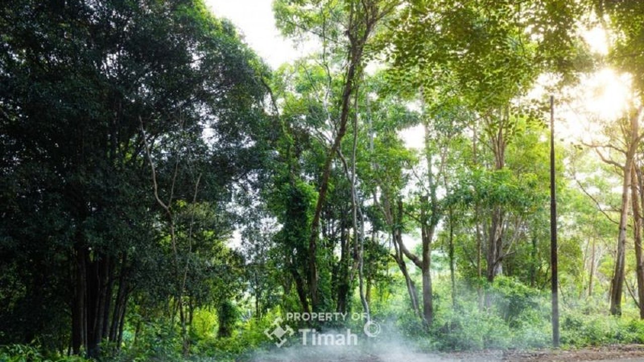 PT Timah Tbk mengembangkan pengelolaan 56,2 hektare hutan keanekaragaman hayati di Bangka Belitung dan Kepulauan Riau untuk pelestarian lingkungan dan menjaga ekosistem.