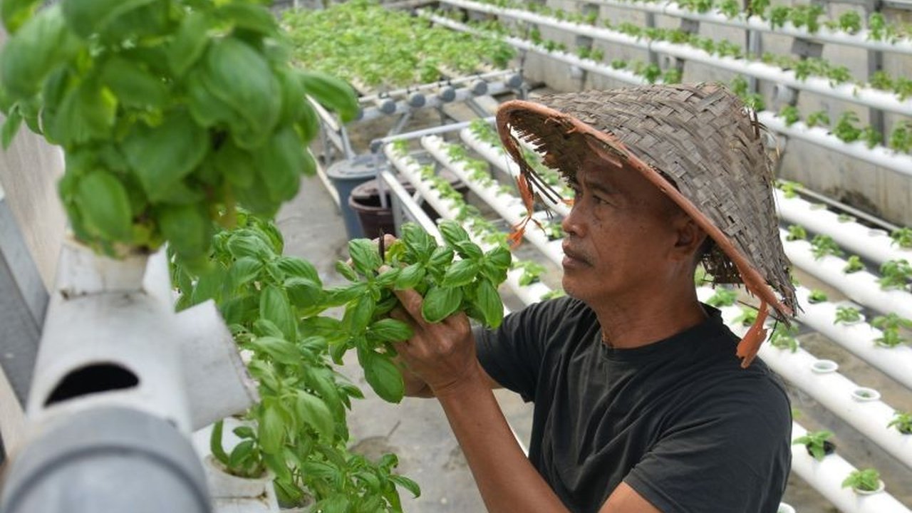 Urban farming hadir sebagai solusi inovatif dan berkelanjutan untuk mengatasi tantangan ketahanan pangan di perkotaan, dengan berbagai metode dan kontribusi positif bagi lingkungan dan masyarakat.