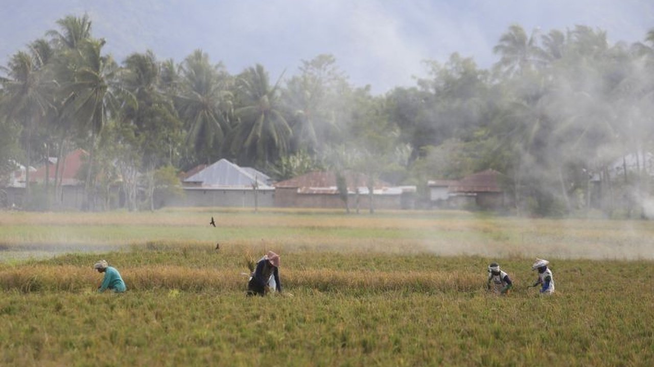 Pemkab Bone Bolango Dukung Swasembada Pangan: Target 2000 Hektar LTT Tercapai 50 Persen