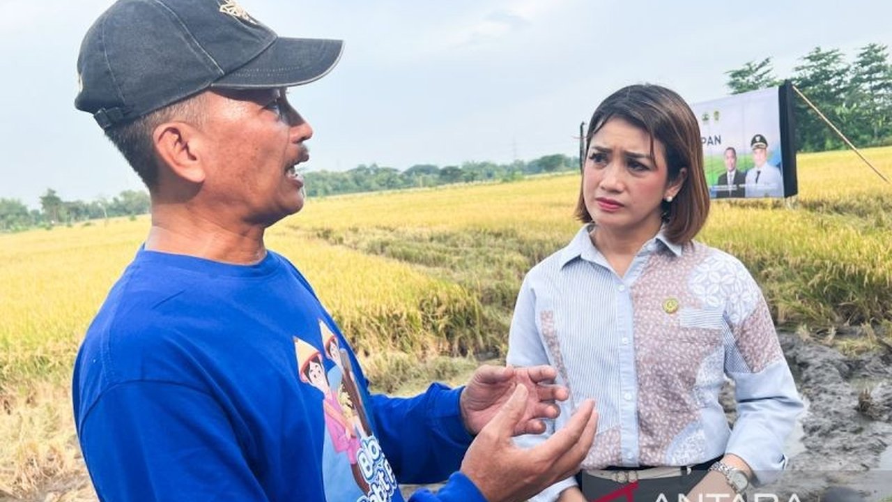 HPP Gabah Rp6.500/kg: Presiden Prabowo Sejahterakan Petani?