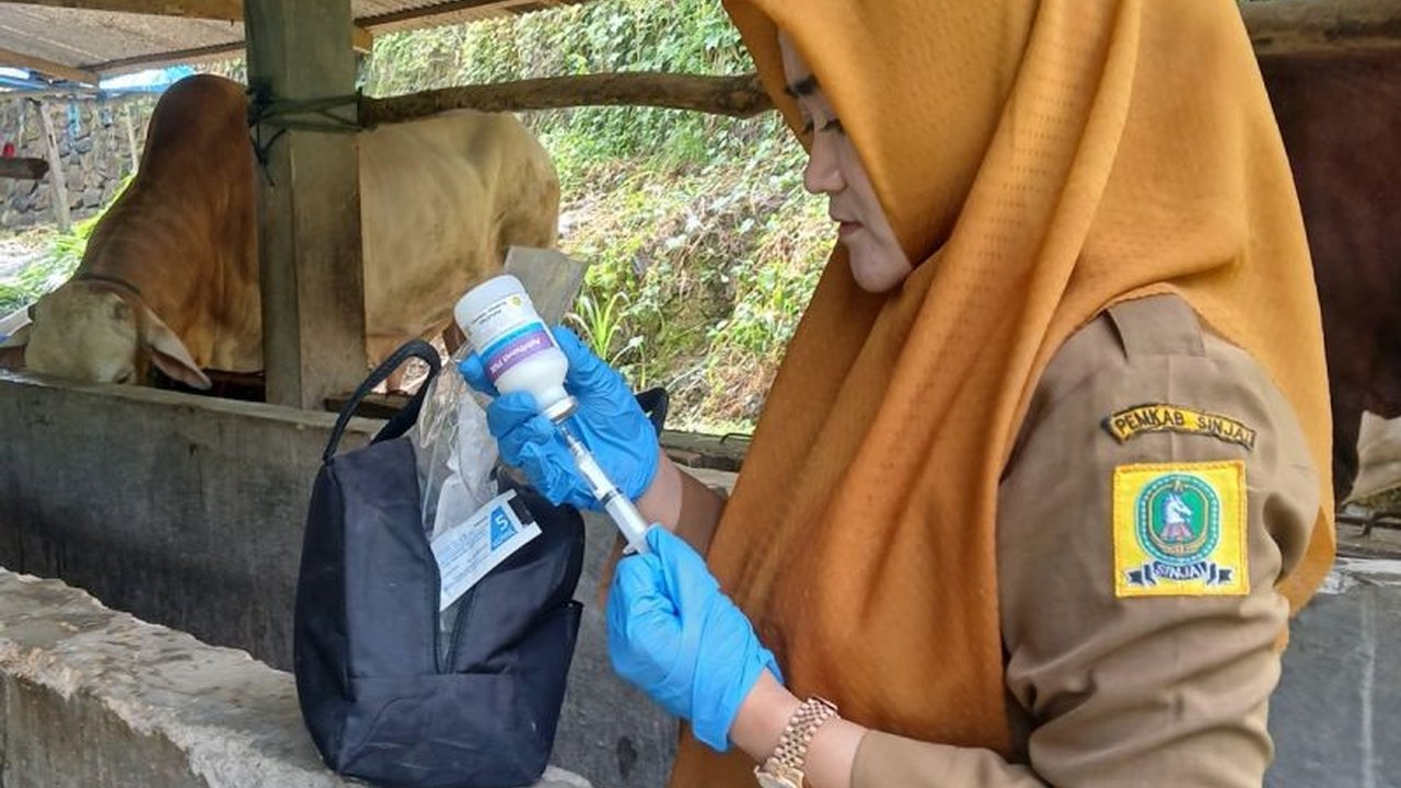 Penanganan intensif Kementerian Pertanian berhasil menurunkan tren kasus Penyakit Mulut dan Kuku (PMK) di Sinjai, Sulawesi Selatan, ditandai dengan semakin banyaknya sapi yang sembuh dan angka kasus harian yang terus melandai.