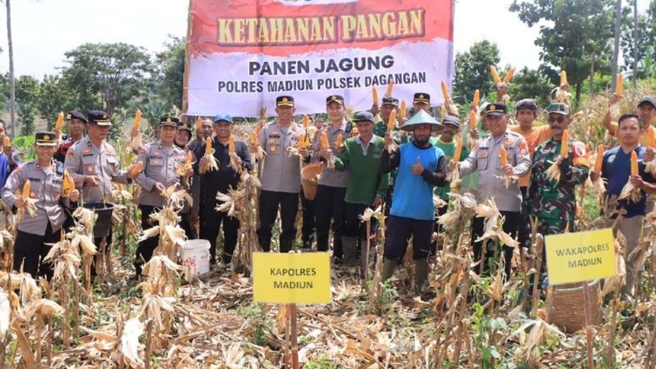 Polres Madiun Panen Jagung: Wujud Sinergi Ketahanan Pangan Nasional