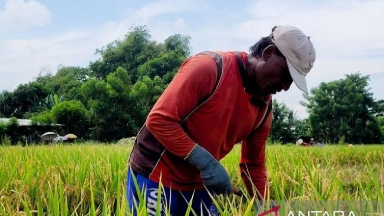 Bulog Situbondo Serap Gabah Petani Capai 820 Ton, Cukup untuk Kebutuhan hingga Lebaran
