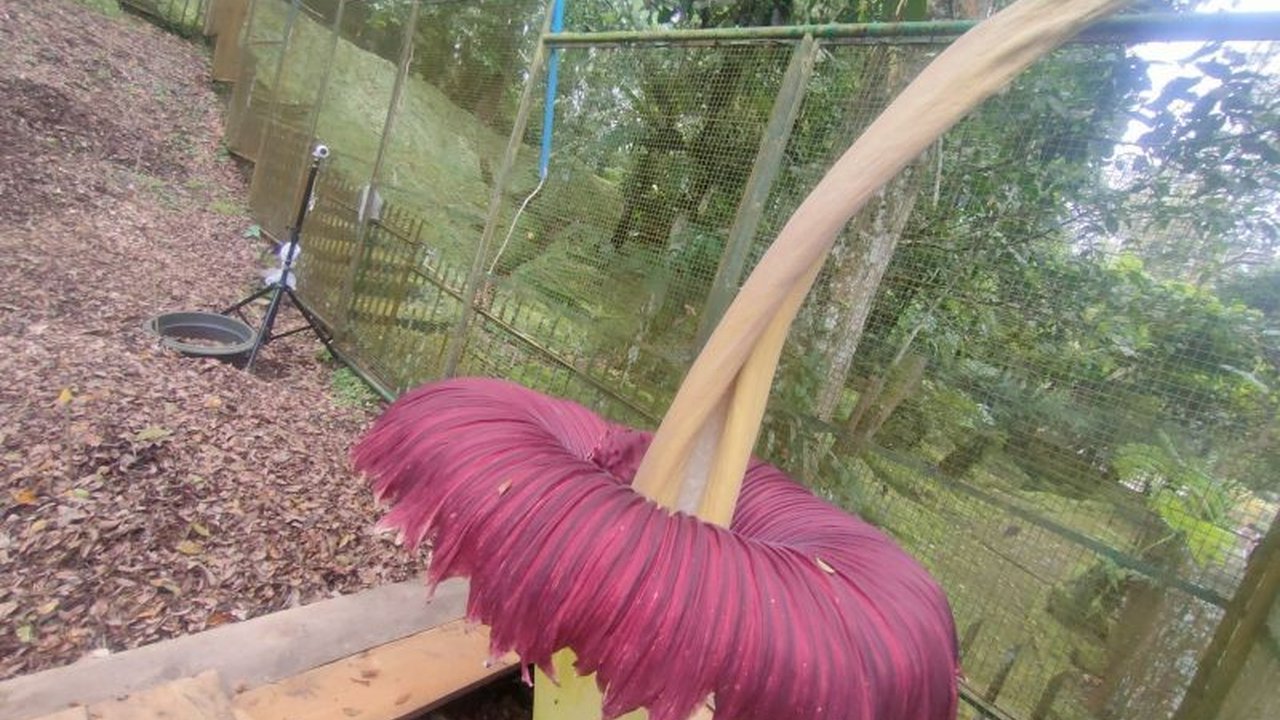 Bunga bangkai raksasa kembali mekar di Kebun Raya Cibodas, Cianjur dengan ketinggian 3 meter, lebih cepat dari perkiraan dan menjadi daya tarik wisata libur Lebaran.