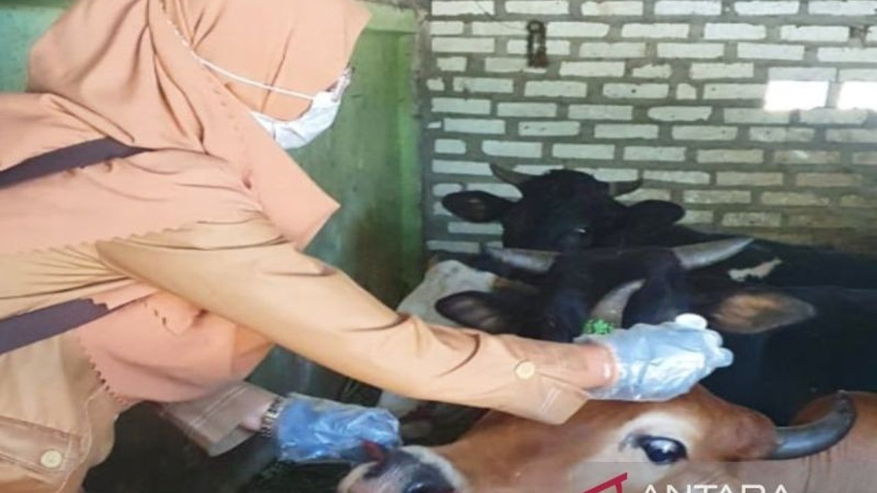 Dinas Ketahanan Pangan dan Pertanian Pamekasan mengusulkan penambahan dokter hewan kepada pemerintah pusat karena jumlahnya yang terbatas dan populasi ternak yang tinggi.