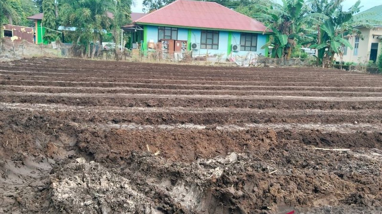 640 Hektare Lahan Replanting Sawit di Mukomuko Ditanami Padi Gogo