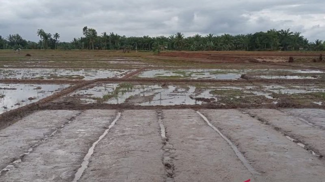 Mukomuko Usulkan 400 Hektare Lahan Cetak Sawah Baru, Acuan Data SID 2019