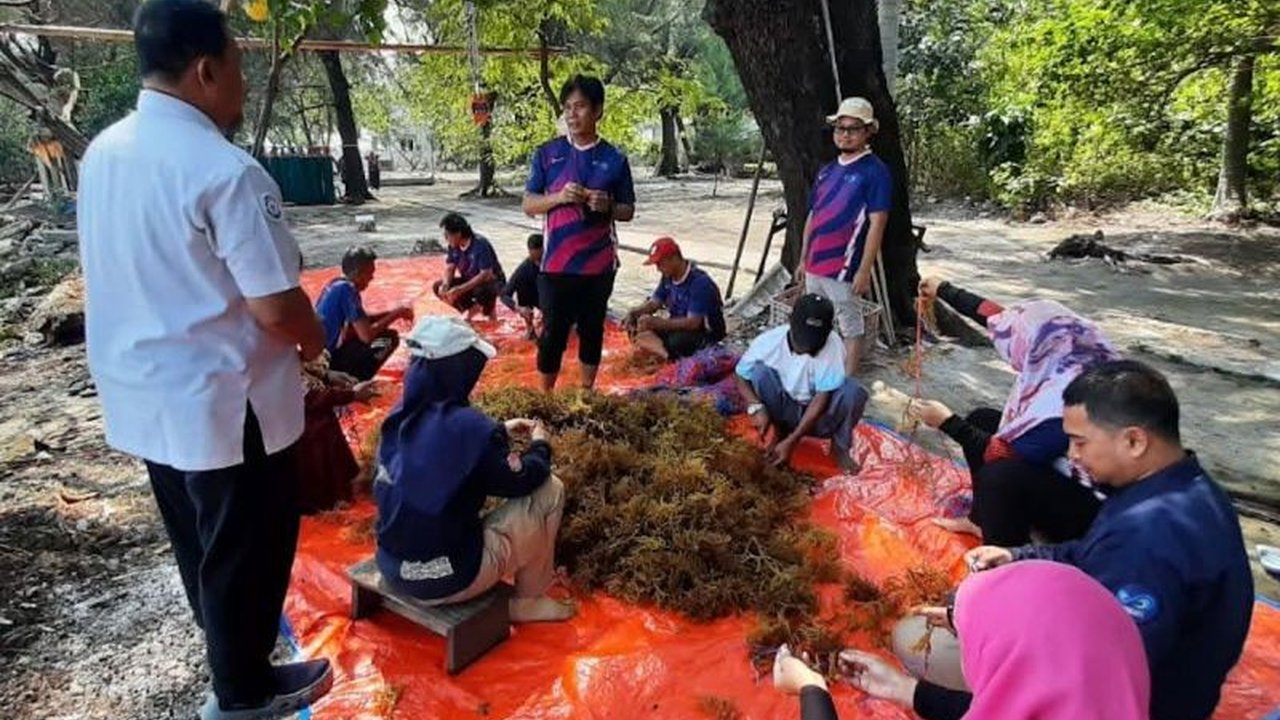 Kementerian Kelautan dan Perikanan (KKP) berupaya menghidupkan kembali budidaya rumput laut di Kepulauan Seribu untuk meningkatkan perekonomian masyarakat dan mengembangkan sumber daya manusia.