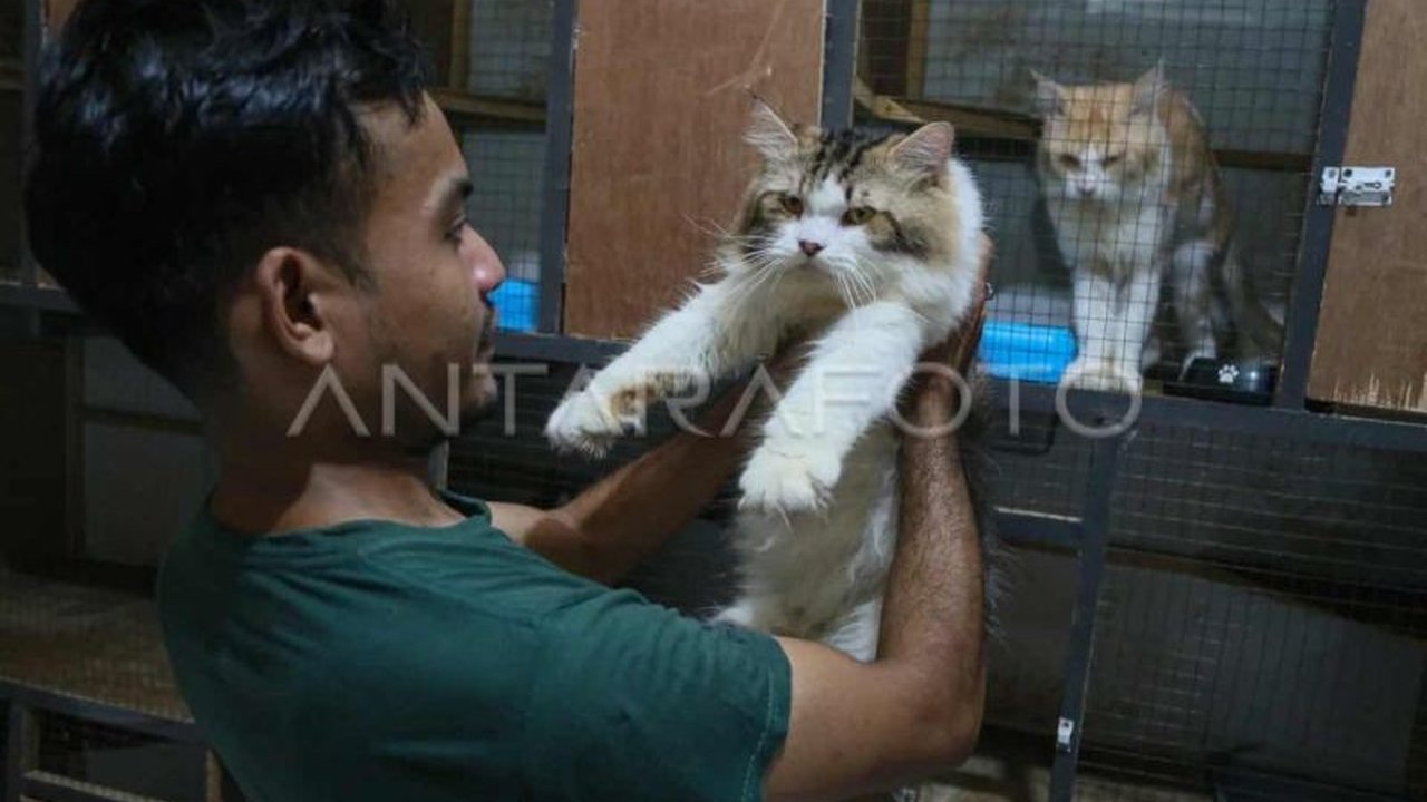 Tempat penitipan kucing di Banda Aceh mengalami lonjakan permintaan menjelang Lebaran Idul Fitri, karena banyak pemilik kucing yang mudik atau ingin kenyamanan tamu selama liburan.
