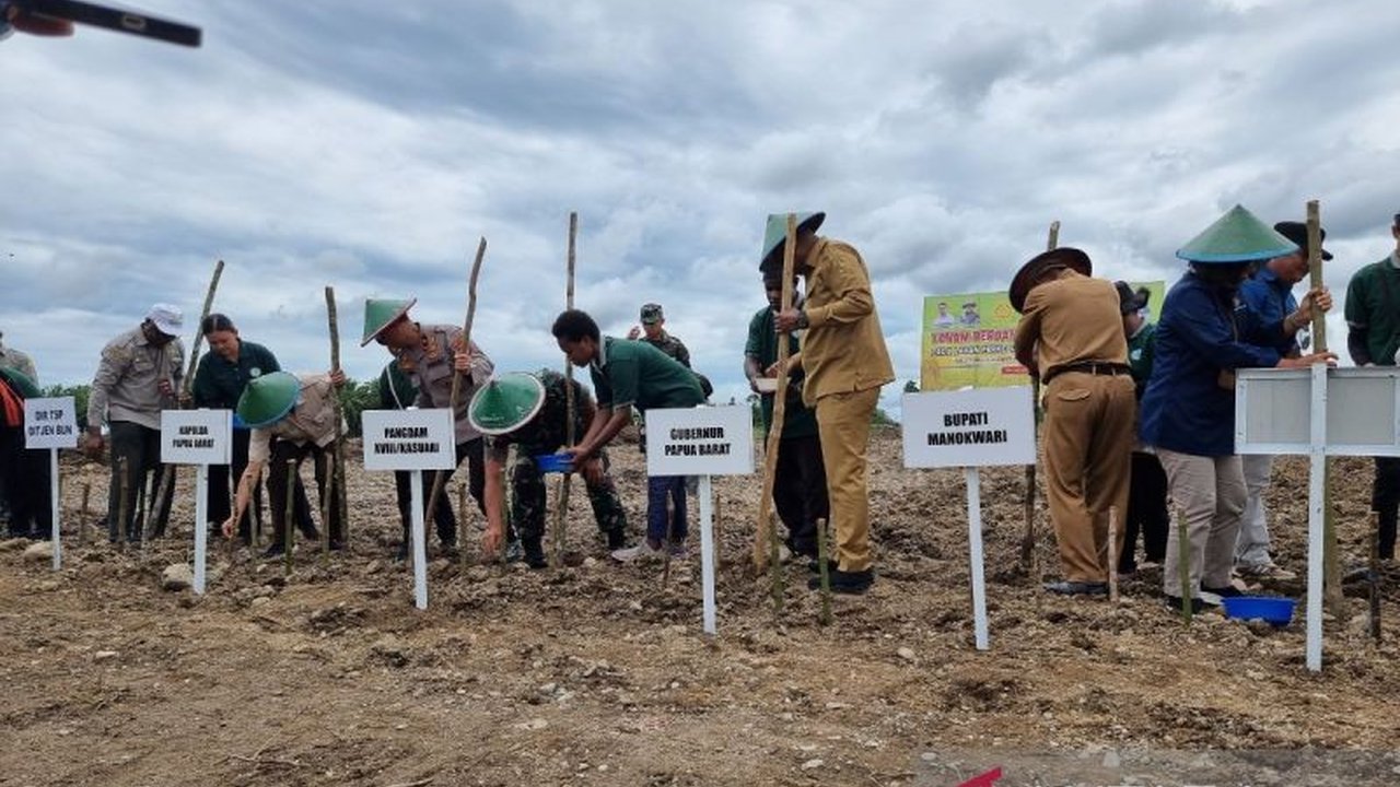 Provinsi Papua Barat mendapat alokasi program pengembangan padi gogo seluas 1.505 hektare pada 2025, ditargetkan hasil panen mencapai 7.000-8.000 ton beras.
