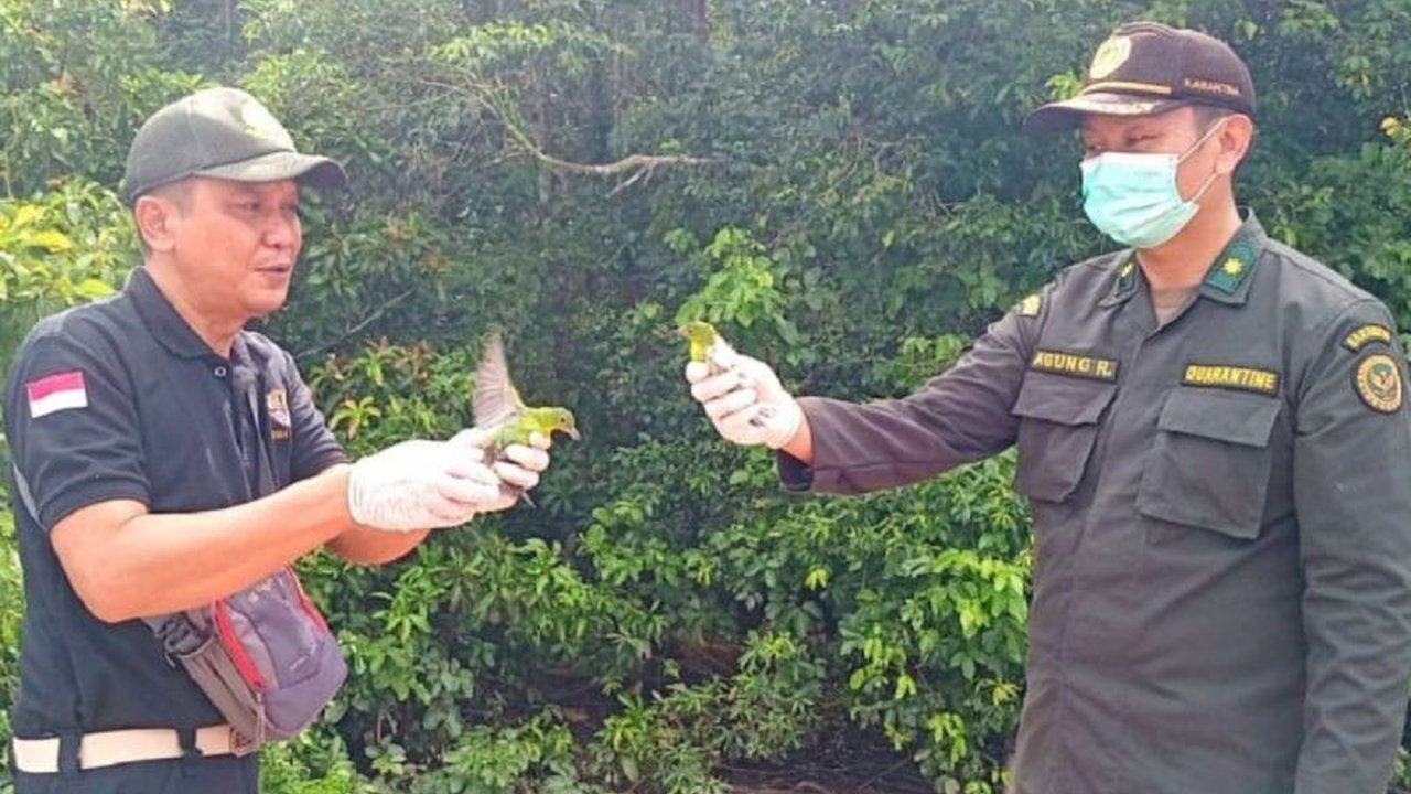 Balai Konservasi Sumber Daya Alam (BKSDA) Sampit menggagalkan penyelundupan 34 ekor burung, termasuk 12 satwa dilindungi, yang hendak diselundupkan melalui Pelabuhan Sampit menuju Pulau Jawa.