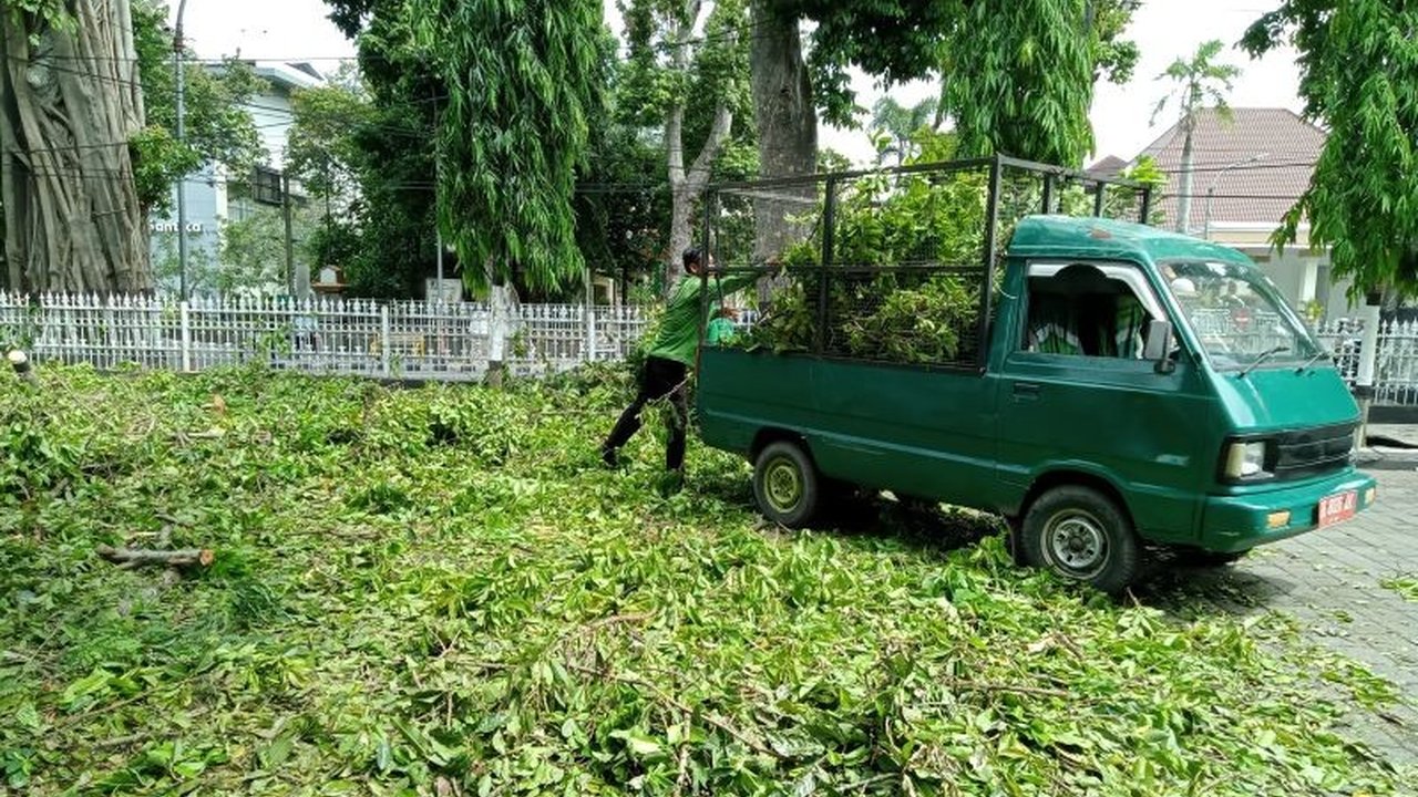 Cuaca Ekstrem di Mataram, 14 Pohon Tumbang! DLH Turunkan Tim untuk Antisipasi