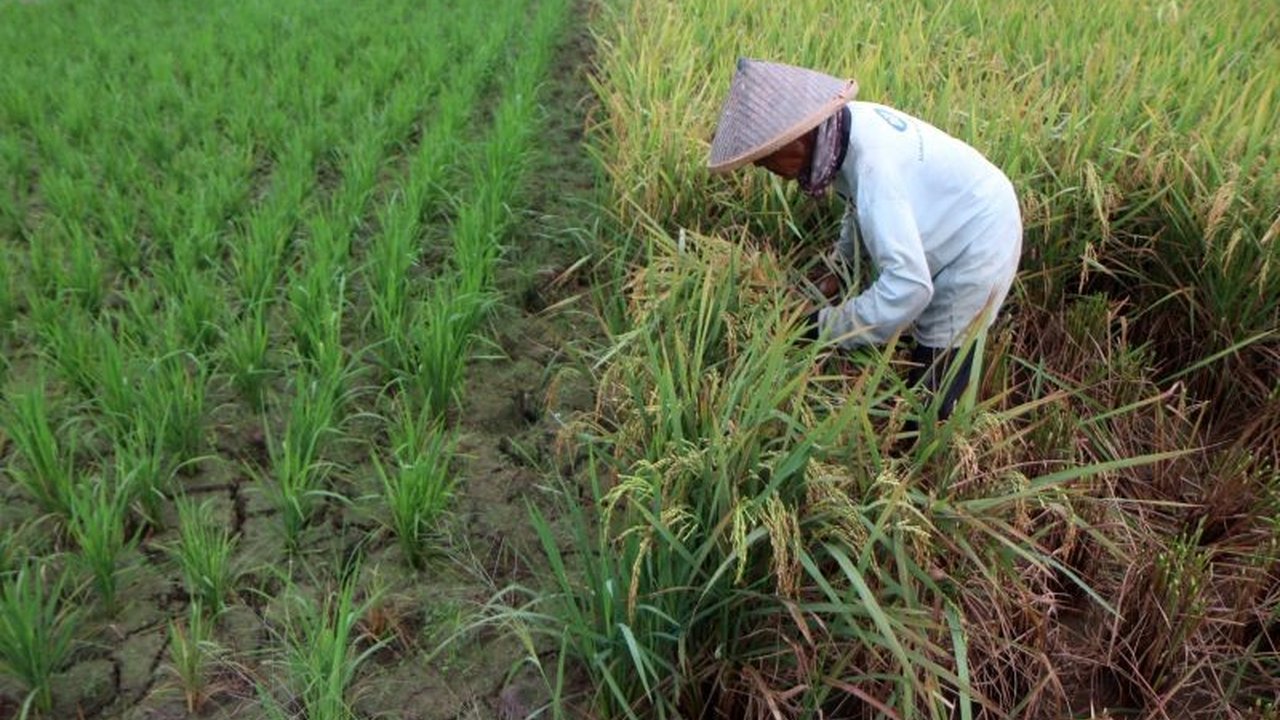 Sawah: Warisan Agung Nenek Moyang yang Tak Mudah Diwujudkan