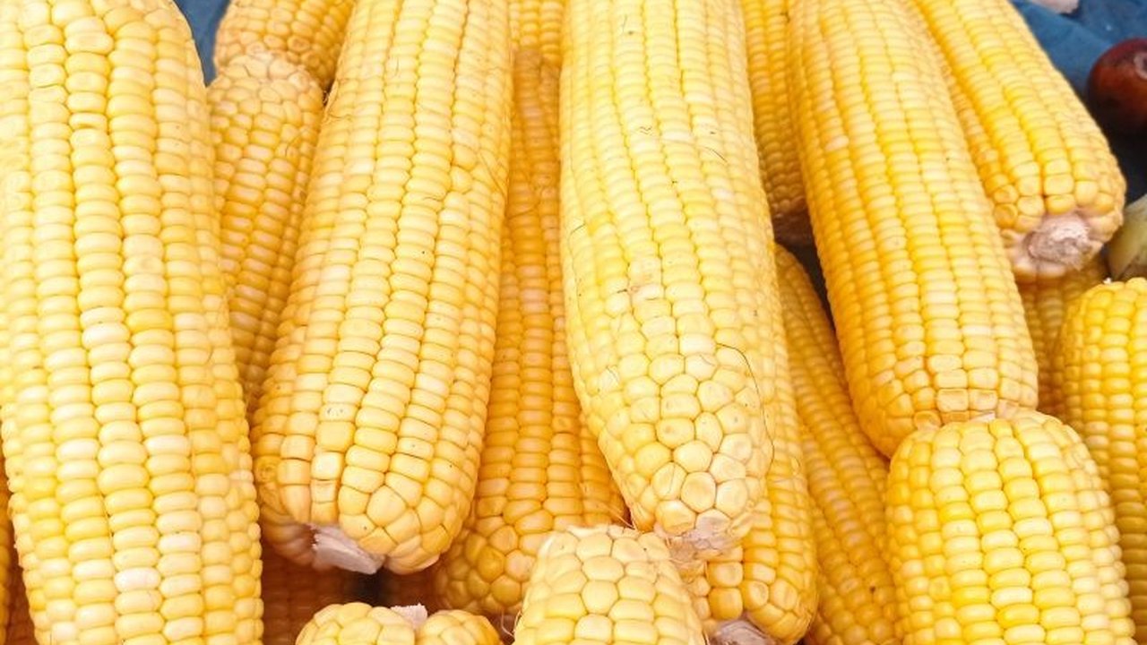 Panen Jagung Lebak: Ratusan Juta Rupiah Mengalir dari 50 Hektar Ladang Emas