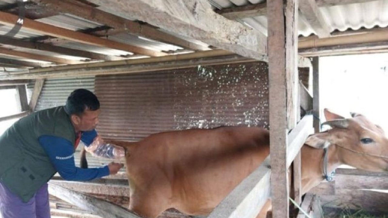 Dinas Pertanian Kotawaringin Barat (Kobar) sukses tingkatkan populasi sapi melalui program inseminasi buatan (IB), dengan 98 kelahiran hingga Februari 2025.