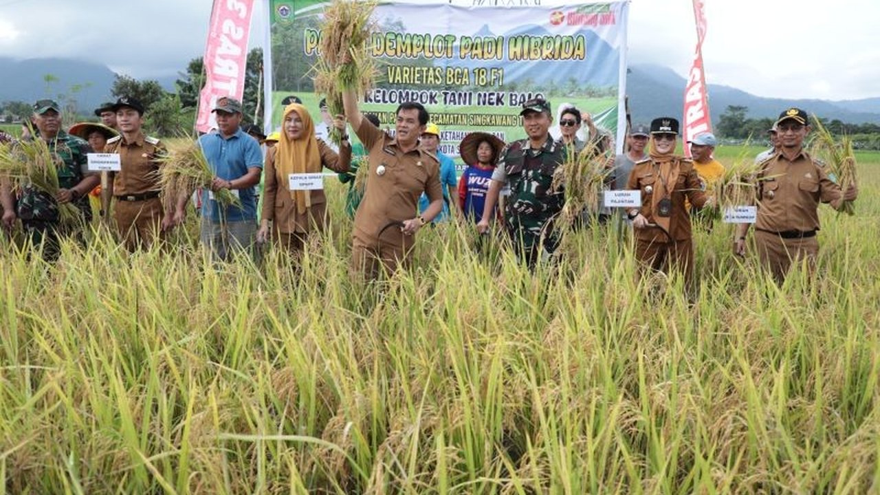 Produksi padi Kalimantan Barat pada Januari-Februari 2025 mencapai 221.153 ton, menunjukkan peningkatan signifikan dan mendekatkan Kalbar pada target swasembada pangan nasional.