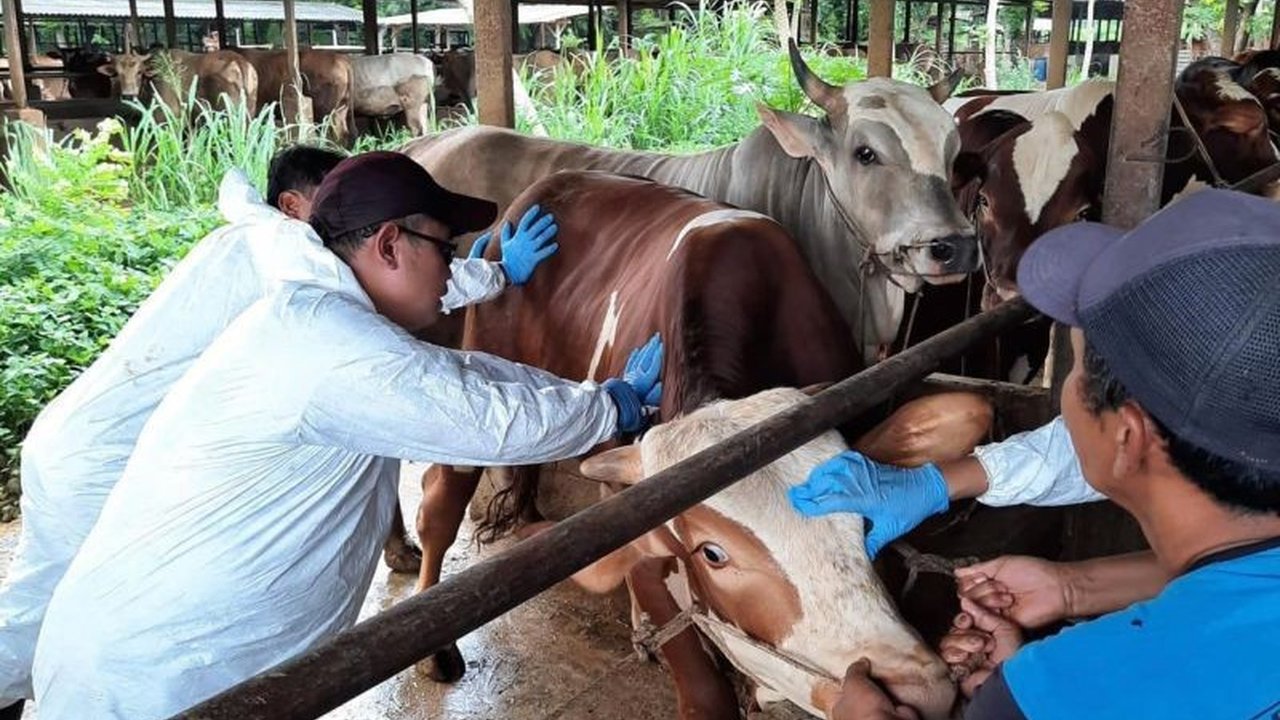 Kementerian Pertanian memastikan penanganan penyakit mulut dan kuku (FMD) pada ternak di Indonesia tetap optimal menjelang Lebaran Idul Fitri, ditunjang vaksinasi masif dan pemantauan ketat.