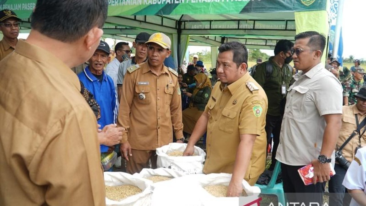 Panen Raya di Penajam Paser Utara: 6,6 Ton Padi per Hektare Dukung Swasembada Pangan