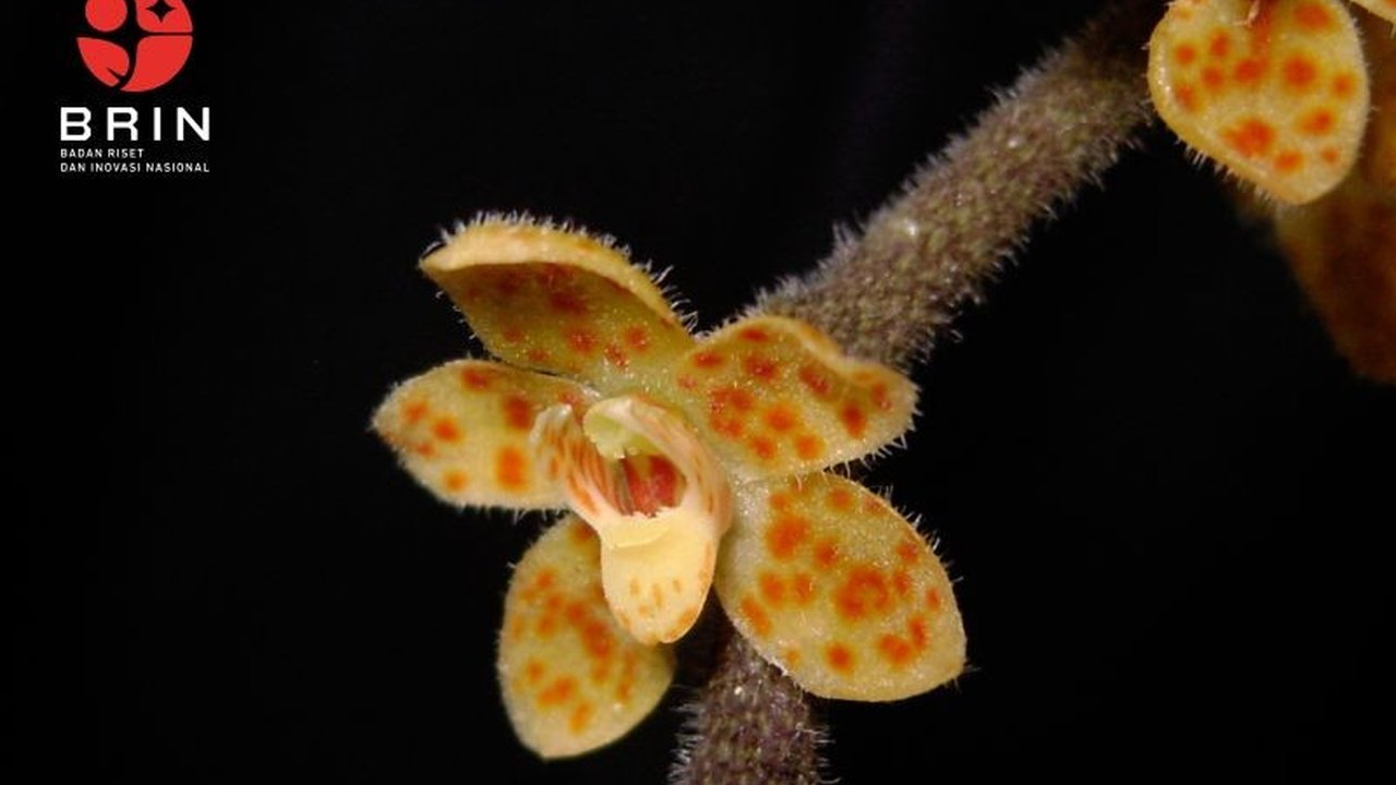 Peneliti BRIN menemukan spesies baru anggrek akar tak berdaun endemik Sumatra, Chiloschista tjiasmantoi, yang terancam punah dan memiliki keunikan dalam proses fotosintesisnya.