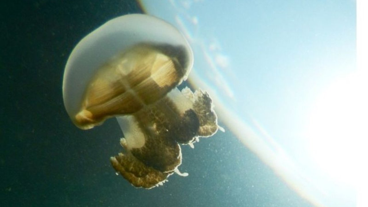 Kalimantan Timur dan Yayasan Konservasi Alam Nusantara (YKAN) berkolaborasi mendorong pertumbuhan ekonomi biru yang berkelanjutan di Kawasan Konservasi Pesisir Pulau-Pulau Kecil Kepulauan Derawan, melalui pengelolaan pariwisata dan konservasi laut.