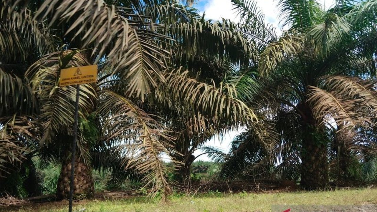 Kabupaten Mukomuko, Bengkulu, memastikan ketersediaan bibit sawit unggul mencukupi untuk program Peremajaan Sawit Rakyat (PSR) seluas 640 hektare pada tahun 2025, dengan stok lebih dari 165.000 batang bibit.